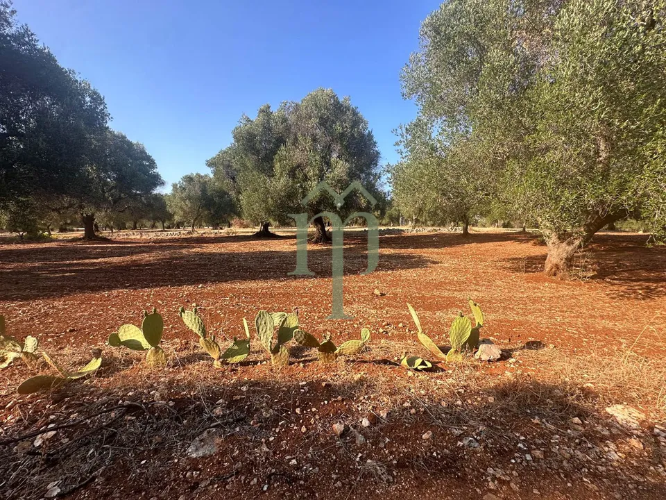 Tomt i Carovigno, Brindisi - bilde 2